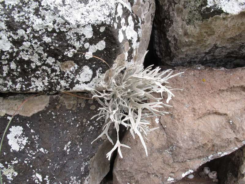 [Roccella fuciformis]